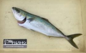 釣り船 松兵衛